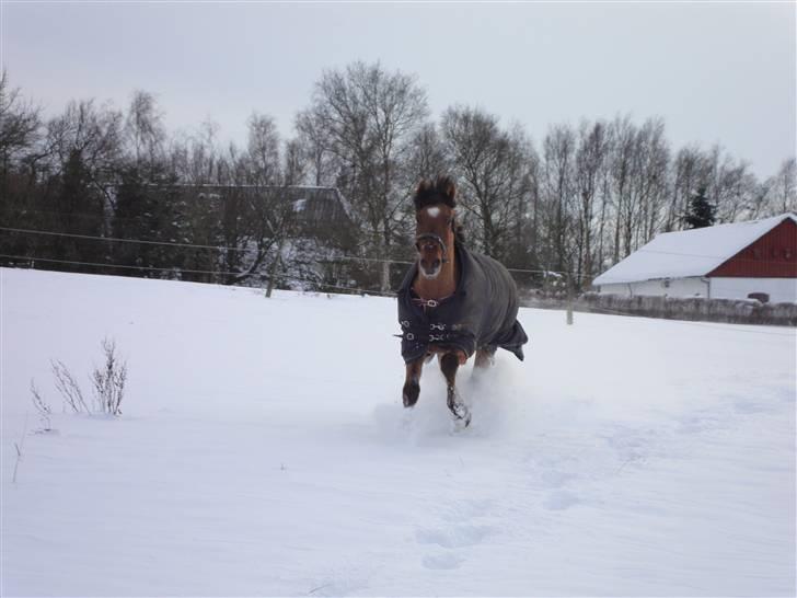 Anden særlig race Lucky Light - dejlige lucky i sneen  billede 14