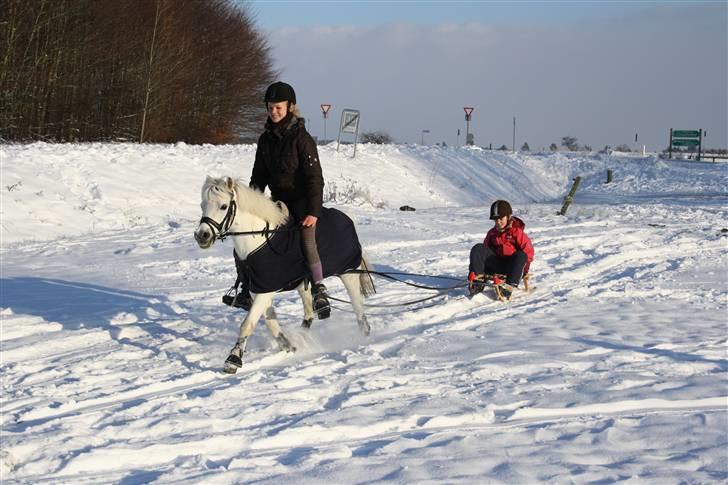 Welsh Pony (sec B) Honeycomb   billede 16