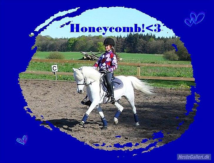 Welsh Pony (sec B) Honeycomb   - træning  med den dejlige honey<3  billede 17