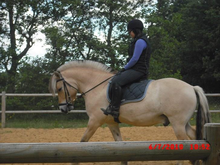 Fjordhest Tjalfe Fjordvang<3 - Cecillie der rider Tjalfe billede 10