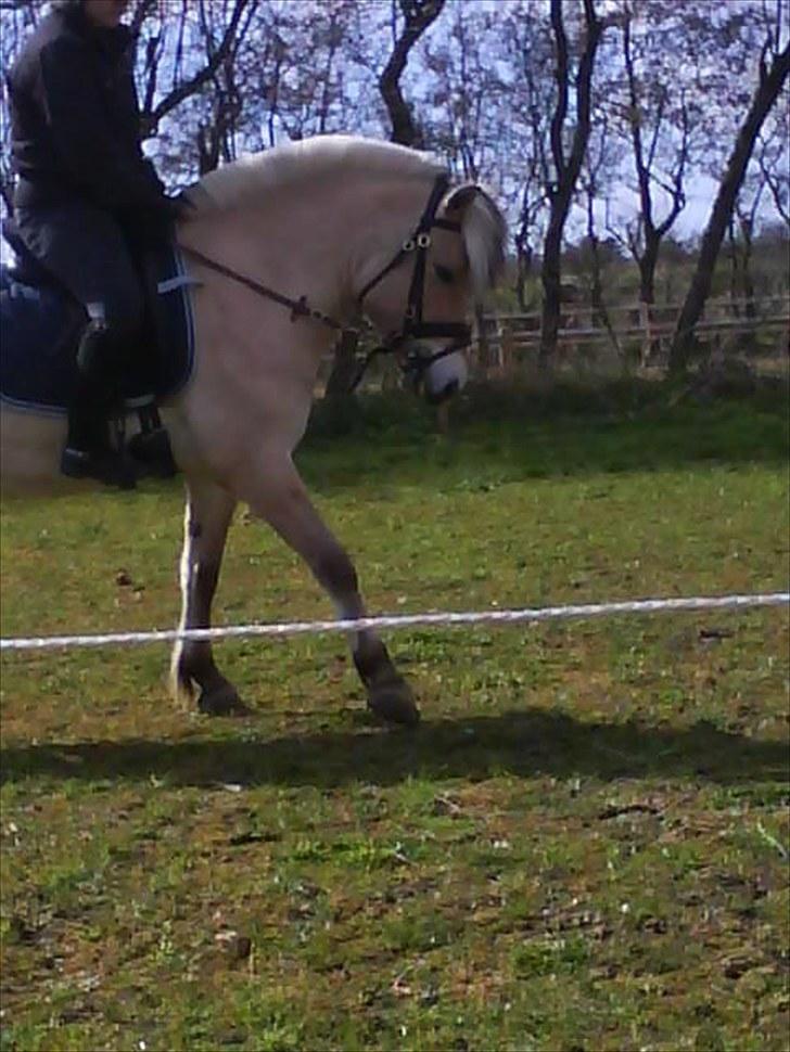 Fjordhest Tjalfe Fjordvang<3 - Cecillie der rider Tjalfe billede 11