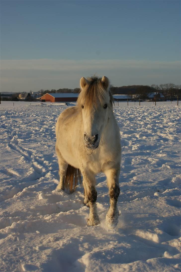 Anden særlig race Snehvide - 18# Sne i sneen :D     foto: mig :p billede 18
