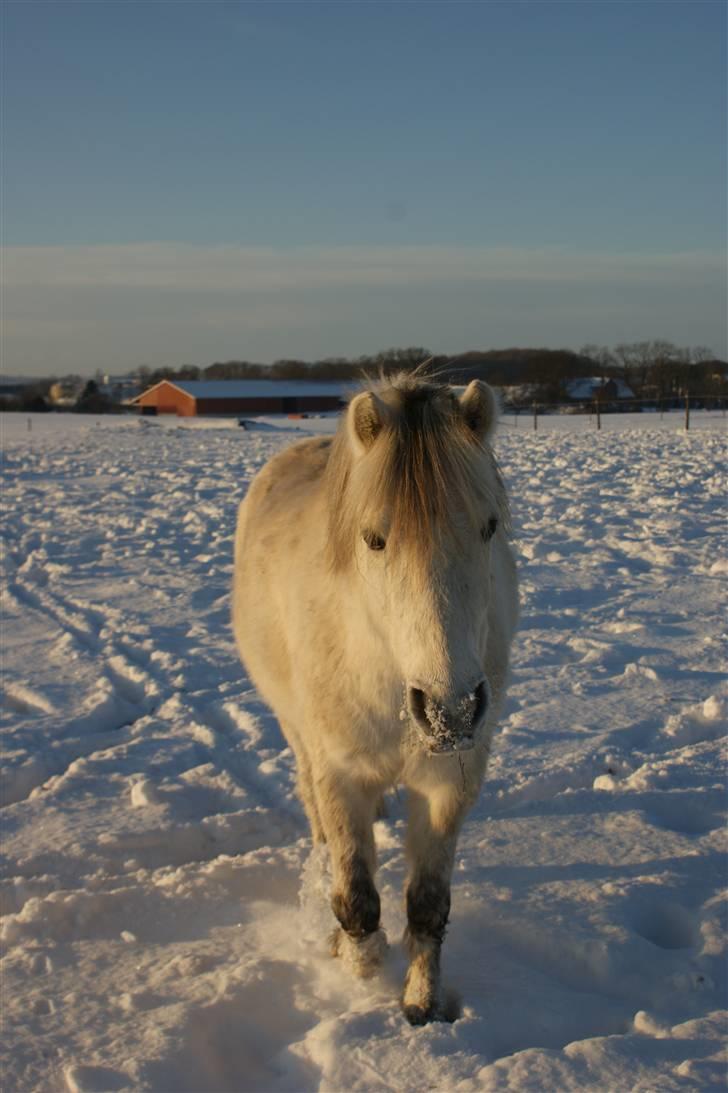 Anden særlig race Snehvide - 19# Sne i sneen :D   foto: mig :p billede 19