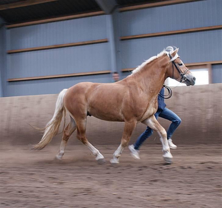 Haflinger Windsturm  billede 2