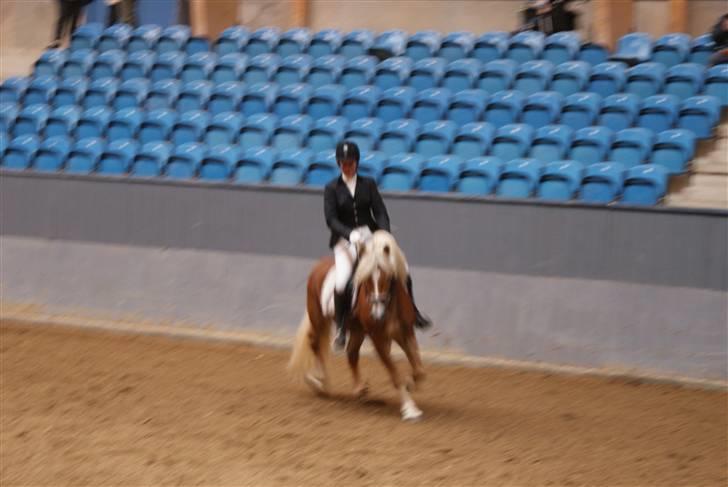 Haflinger Windsturm  billede 3