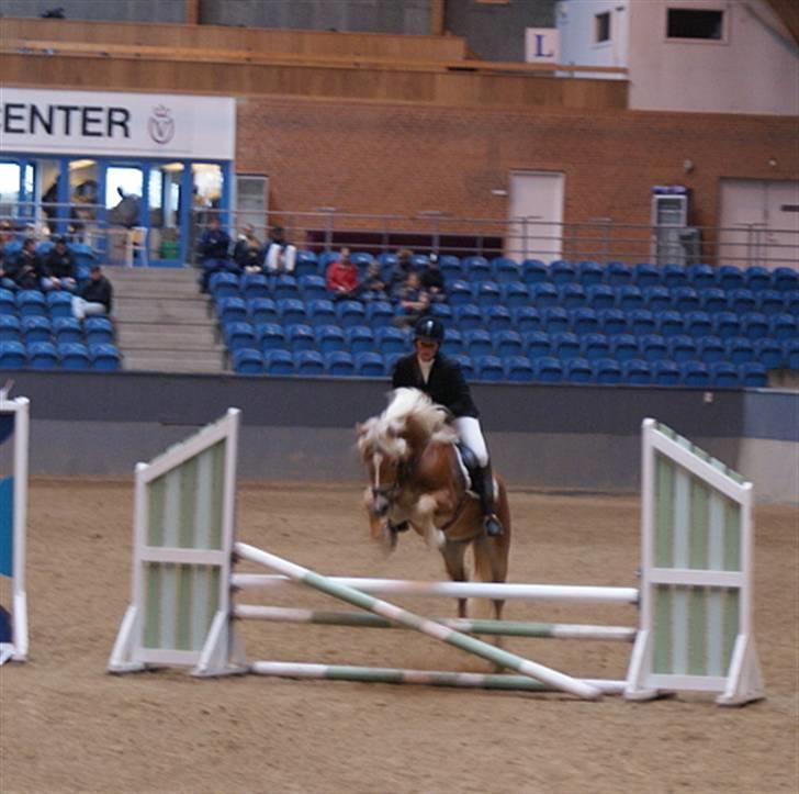 Haflinger Windsturm  - Spring ved materialeprøven 2009 billede 4