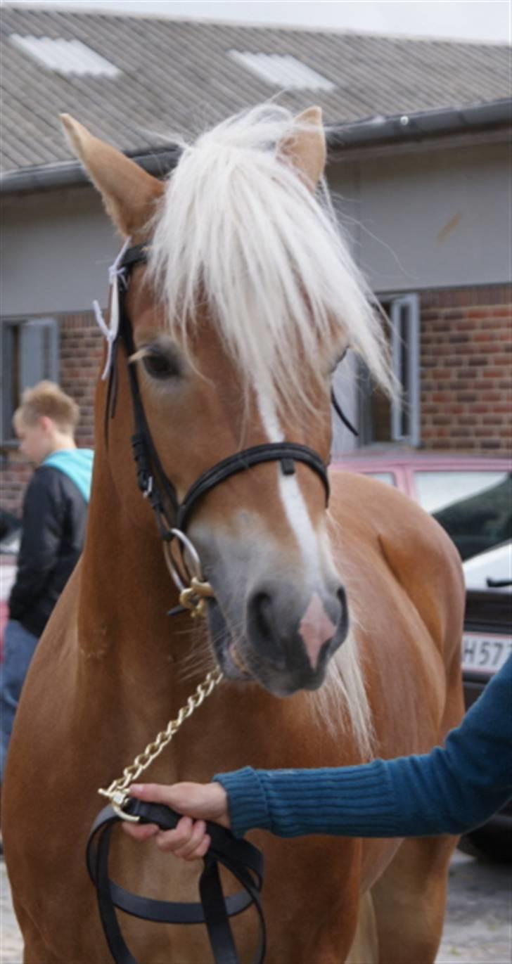 Haflinger Windsturm  - Typisk Winterstein ansigt billede 5