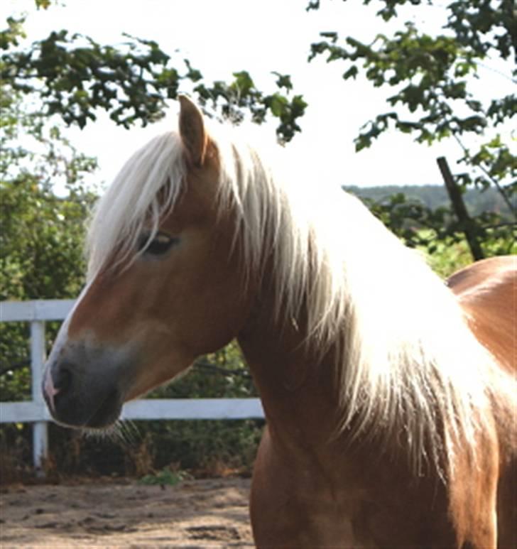 Haflinger Windsturm  billede 6