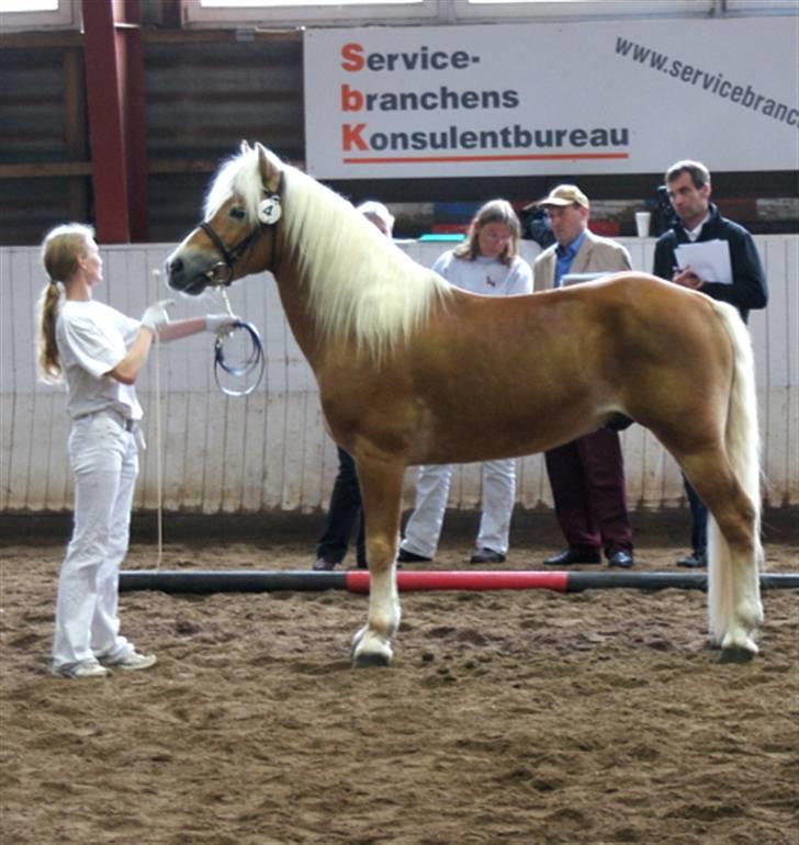 Haflinger Windsturm  - Kåring 2009 billede 7