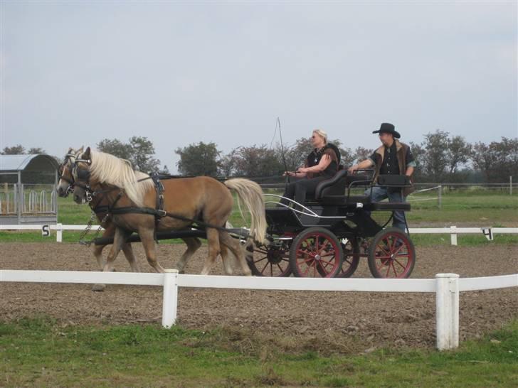 Haflinger Windsturm  - Hestevognsopvisning på Bedsted rideskole billede 8