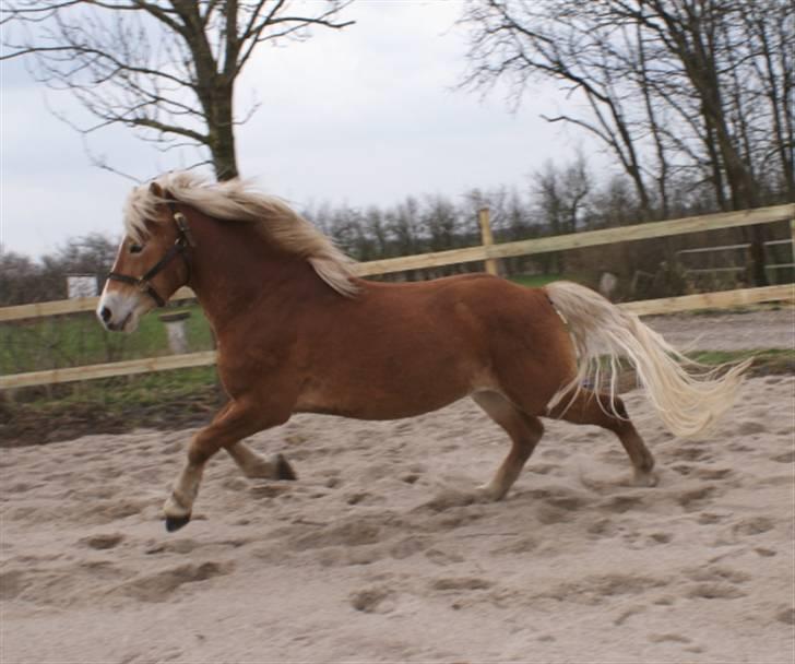 Haflinger Windsturm  billede 10