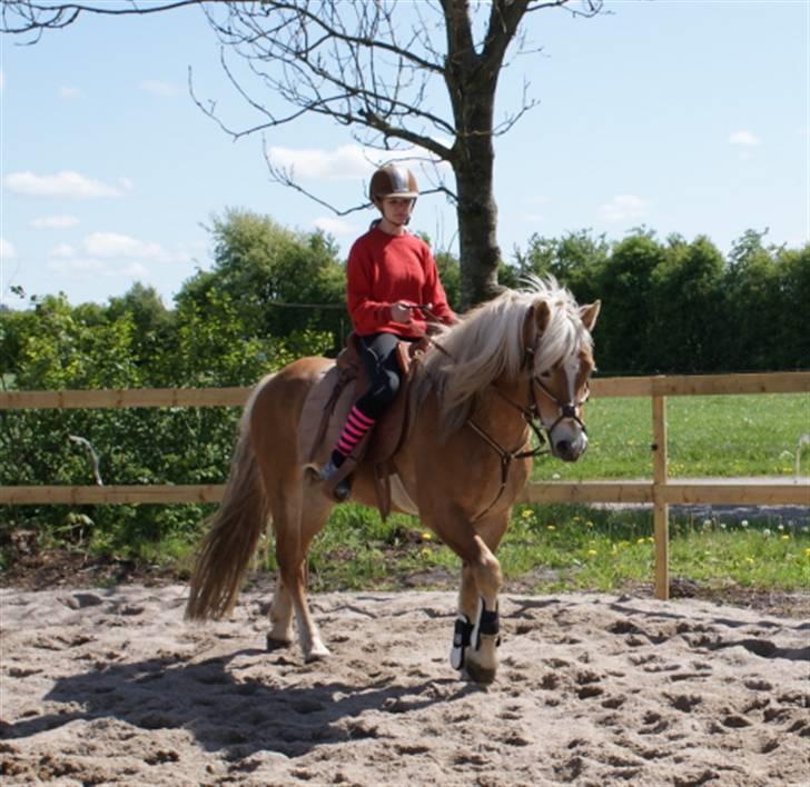 Haflinger Windsturm  - Ridning på egen hjemmebane med min Datter på ryggen billede 11