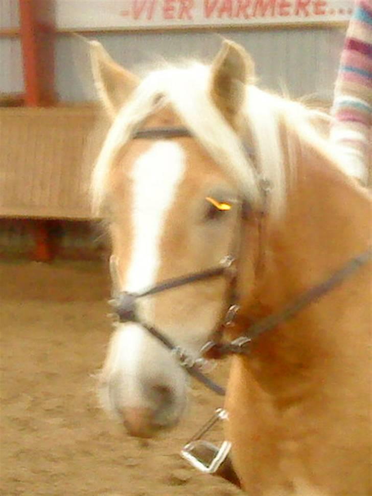 Haflinger Stabejs Dybdal<33 - Hej og velkommen til Stabejs´s profil;-)  billede 1