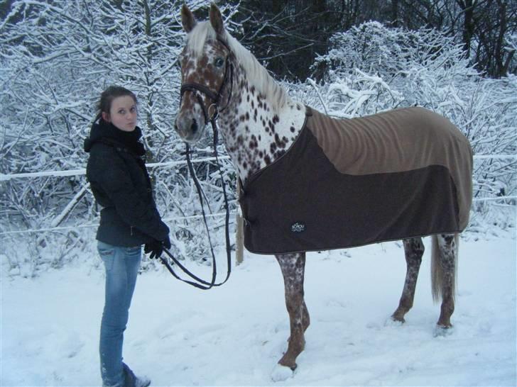 Knabstrupper Ejstrups Catador - Vinter 09 billede 4