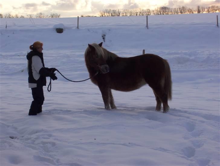 Haflinger Fantazia lundgaard R.I.P. billede 18