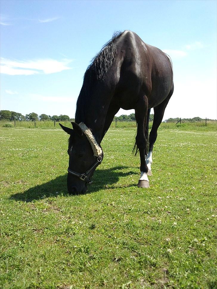 Hannoveraner Don Walou  - dejlig dag i juni mdr !! billede 15