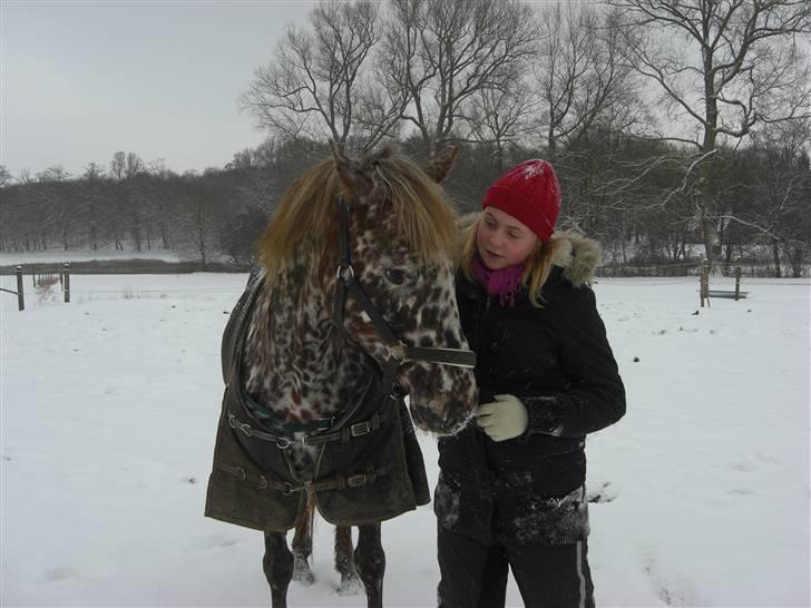 Knabstrupper Søholmgaards Cassiopeia - Snevejrsdag igen :D Fotograf: Michala :D billede 2