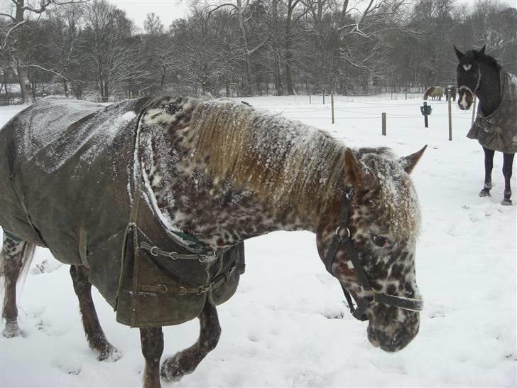 Knabstrupper Søholmgaards Cassiopeia - Smukke Casio i sneen :D Fotograf: Miiiiig :D billede 3