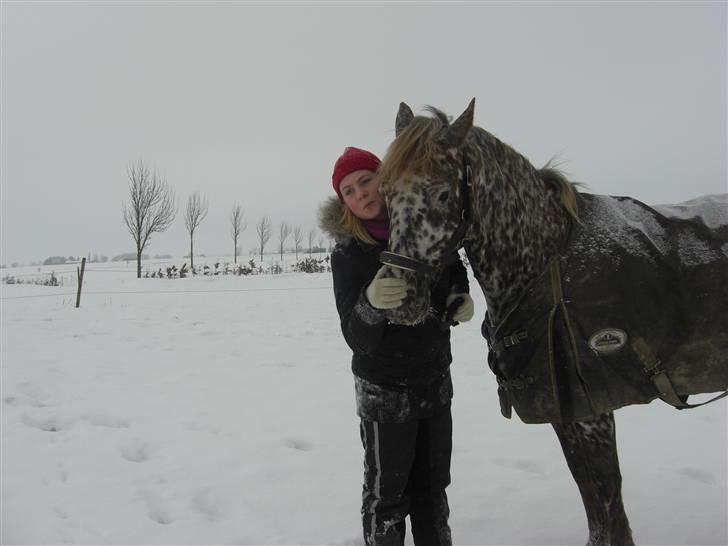 Knabstrupper Søholmgaards Cassiopeia - Vi elsker sne <3 Fotograf: michala billede 5