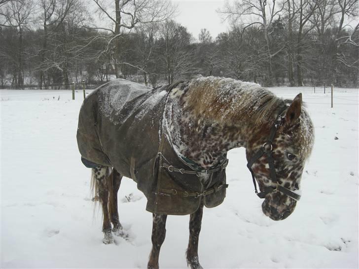 Knabstrupper Søholmgaards Cassiopeia - Hurra for sne på HHE :D Fotograf: Michala d; billede 6