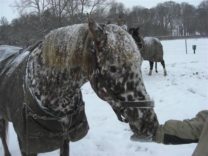 Knabstrupper Søholmgaards Cassiopeia - Casio er vante-renser ;) Fotograf: Mig billede 7