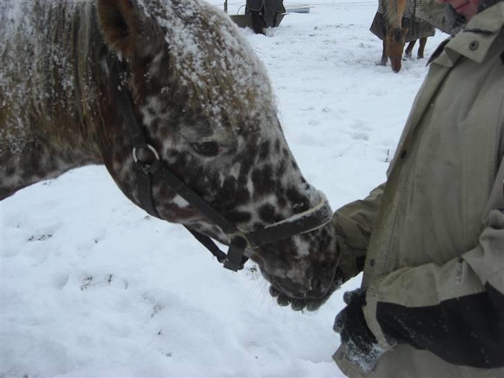 Knabstrupper Søholmgaards Cassiopeia - Hun spiser sneen på MIchalas vanter ;) Fotograf: Mig billede 8