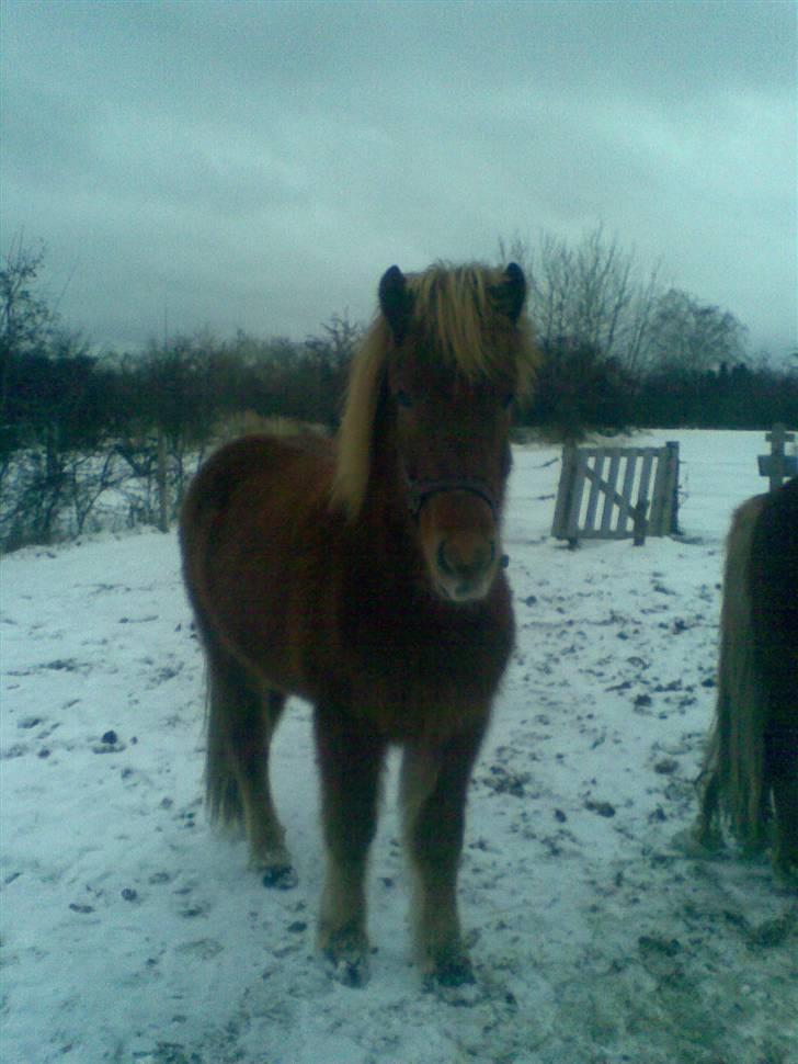 Islænder Nókkvi - Sne billede :D billede 13