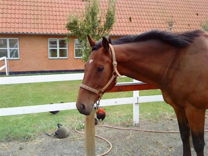 Anden særlig race HHE's Vanity - Det første billede jeg har tager af ham :D fotograf: mig :D billede 1