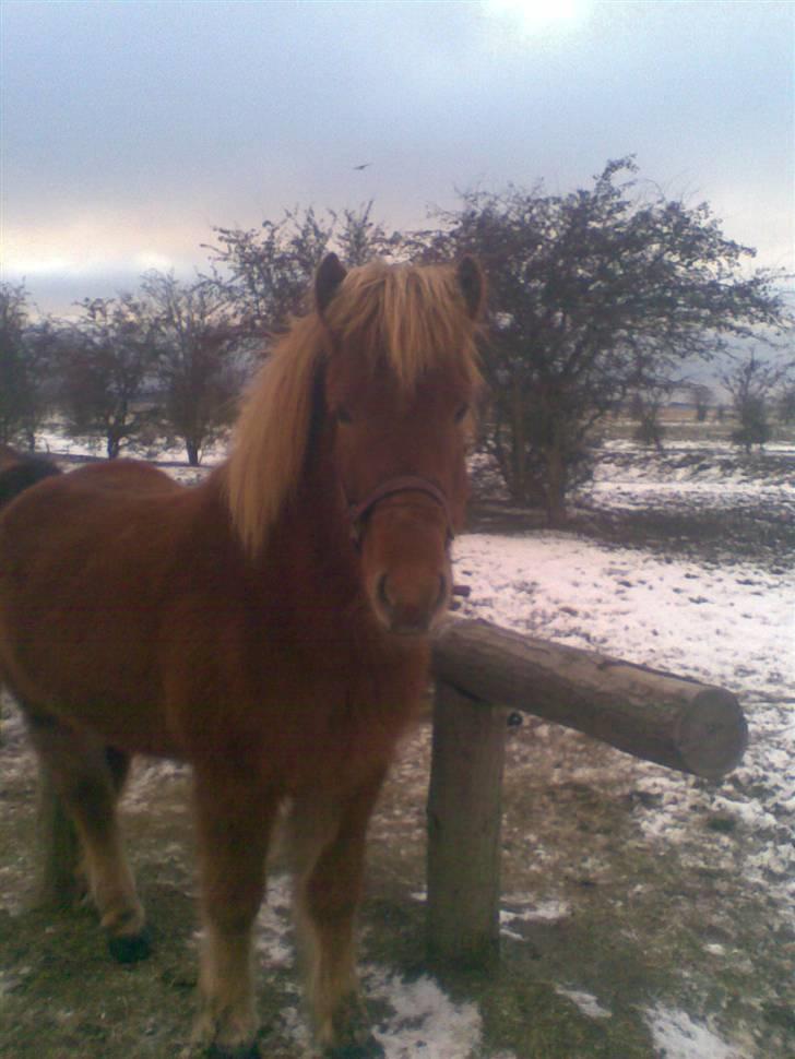 Islænder Nókkvi - Så sød du er min lille dreng <3 billede 14