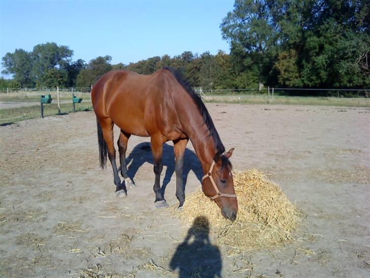Anden særlig race HHE's Vanity - Også et af de første billeder :D Fotograf: mig billede 3