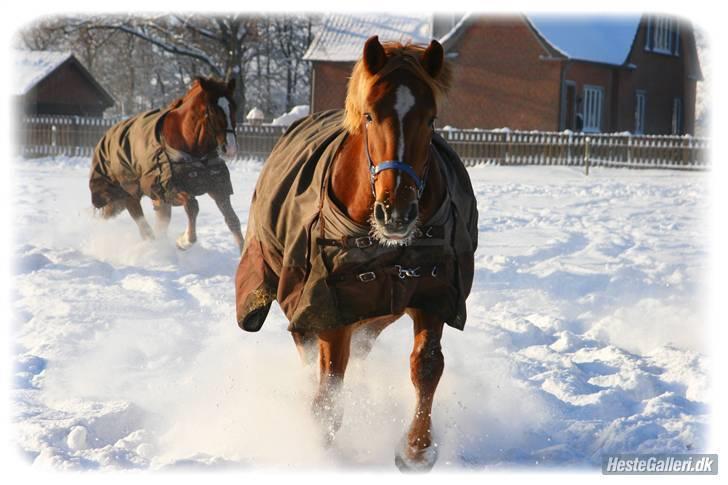 Frederiksborg Bakkegårds Nathasja billede 11