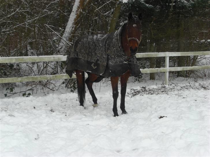 Anden særlig race HHE's Vanity - Så kom der sne på HHE :D fotograf: mig billede 4