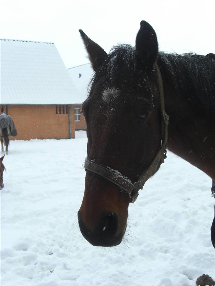 Anden særlig race HHE's Vanity - Han er så fin er han <3 Fotograf: mig billede 5