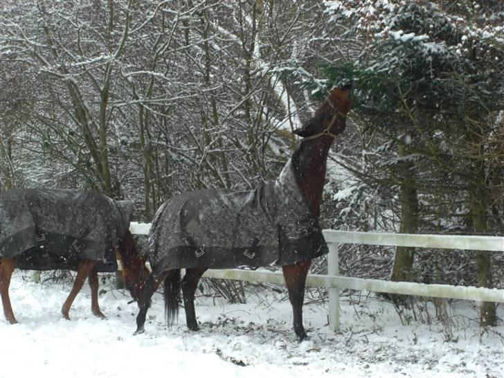 Anden særlig race HHE's Vanity - Så prøver vi lige på at spise et træ :D Fotograf: mig billede 6