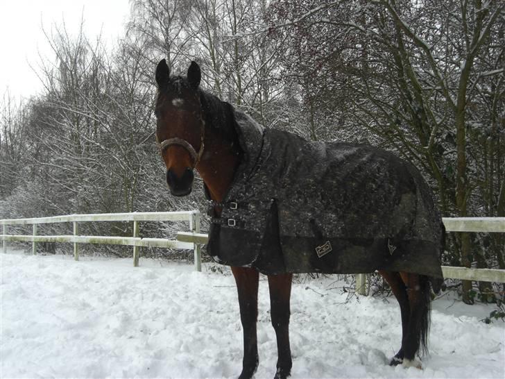 Anden særlig race HHE's Vanity - SMukkeh drengen (; fotograf: mig billede 7