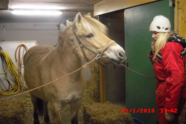 Fjordhest Freja (Smukke) Solgt! billede 14