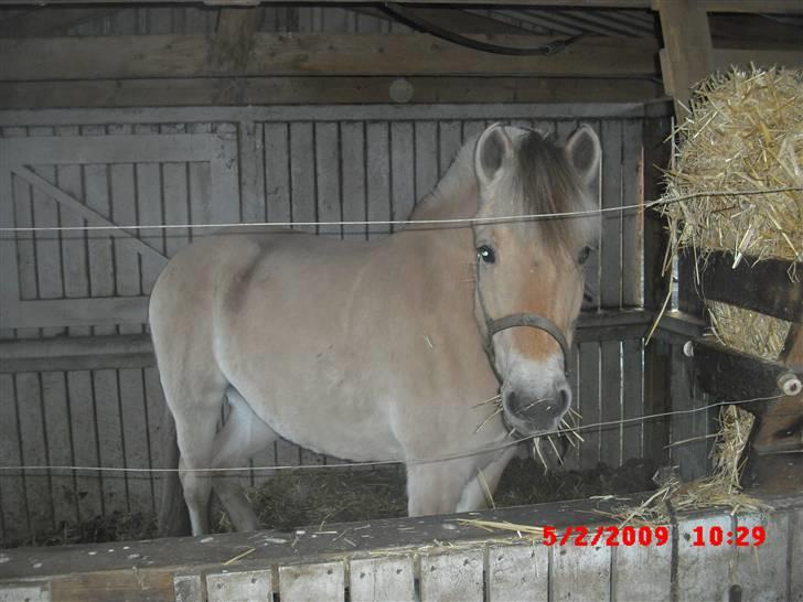 Fjordhest Freja (Smukke) Solgt! - Så kom den mad glade fjordhest frem i hende :) billede 15