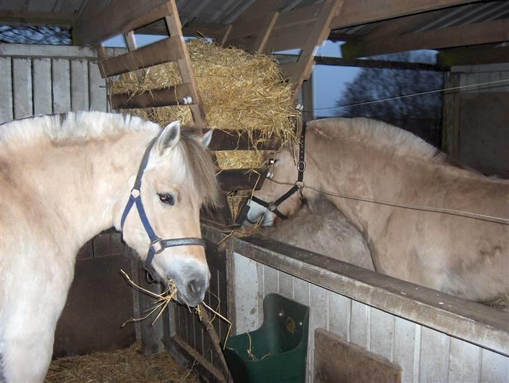 Fjordhest Freja (Smukke) Solgt! - Et gammelt billede af hende :) billede 16