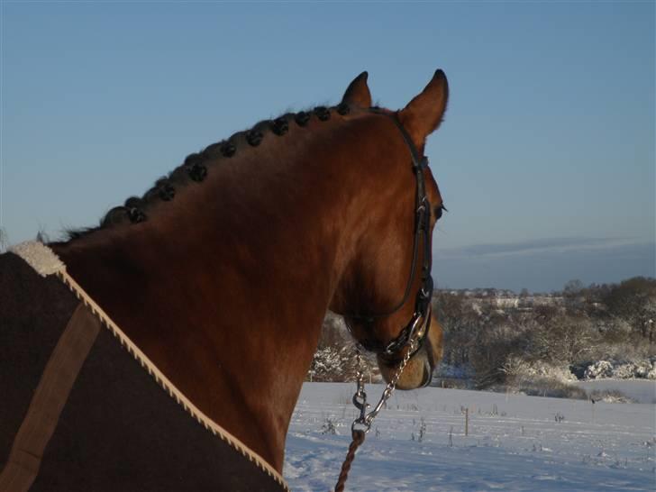 Dansk Varmblod JAP's Amazing Star - Smukke Stjerne i sneen.. billede 9