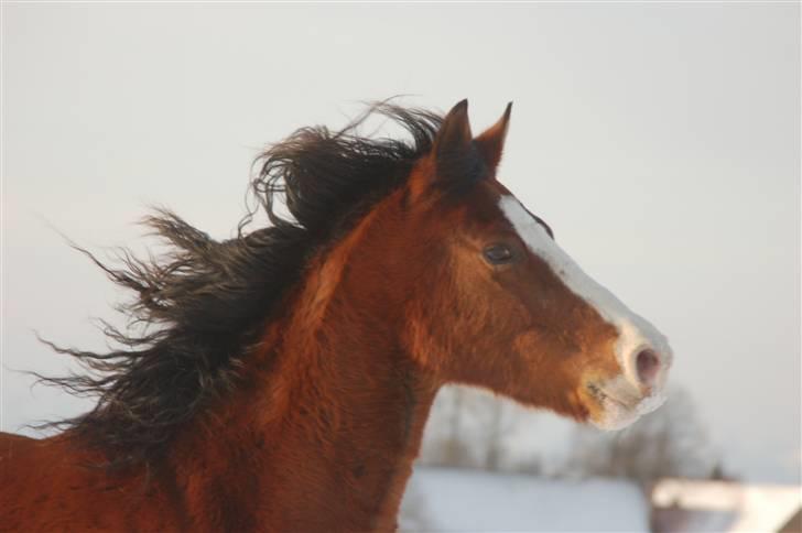 Anden særlig race Karlsbjerggård´s sharingo - Min øjesteen i sneen 2009. Foto: Cille M billede 17