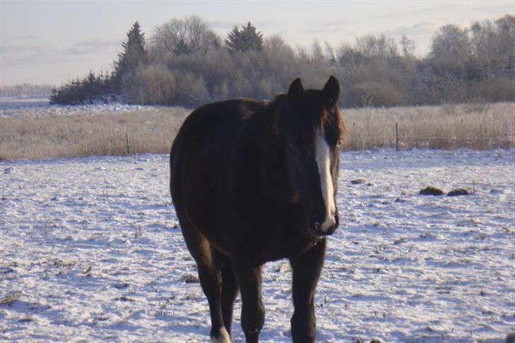 Pinto Scheel´s Samurai - Vinter 2009/2010. billede 11