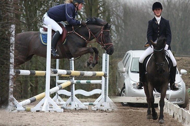 New Forest Sheila  - til stævne :)  billede 3