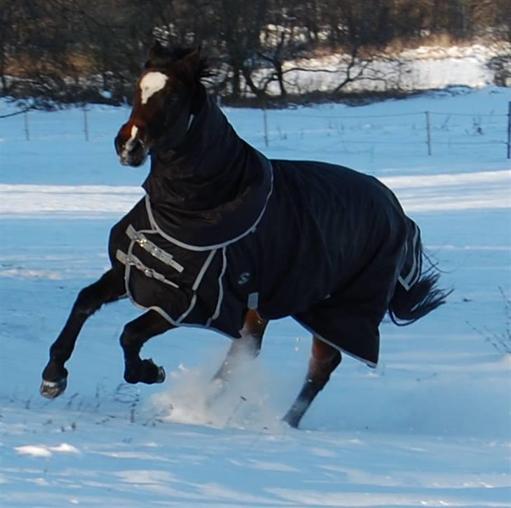Dansk Varmblod Comtessa - Vinter 2010 billede 8