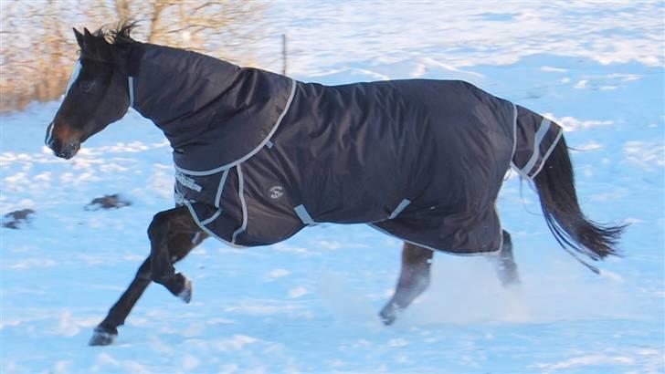 Dansk Varmblod Comtessa - Vinter 2010 billede 9