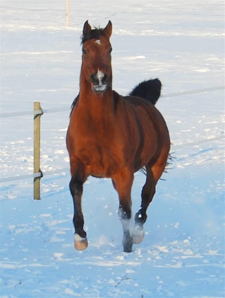 Arabisk fuldblod (OX) Newado billede 9