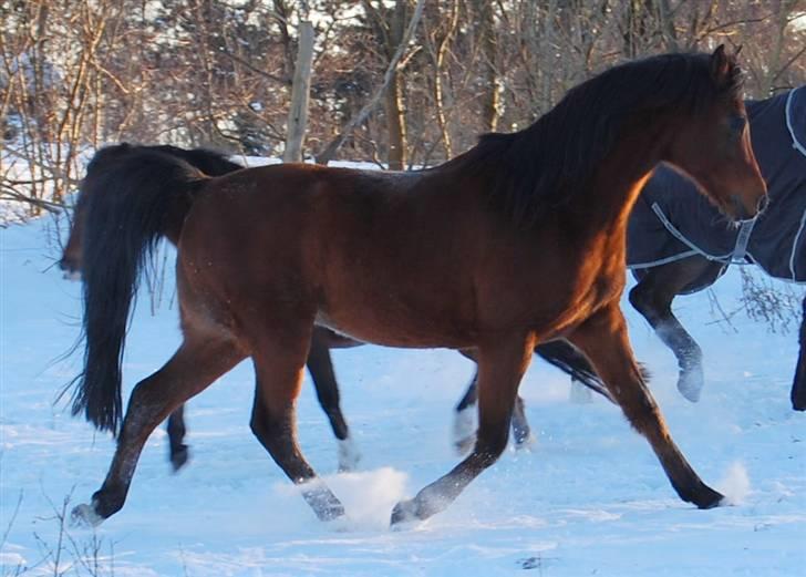 Arabisk fuldblod (OX) Newado billede 10