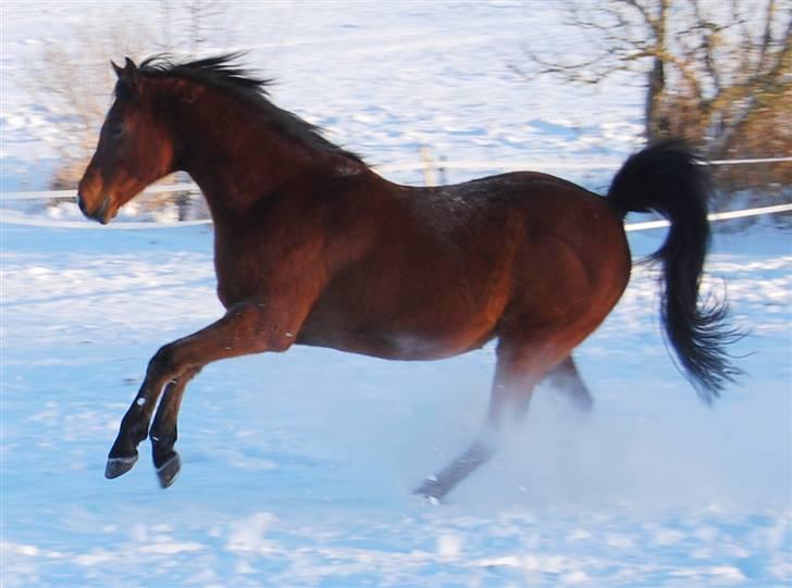 Arabisk fuldblod (OX) Newado billede 11