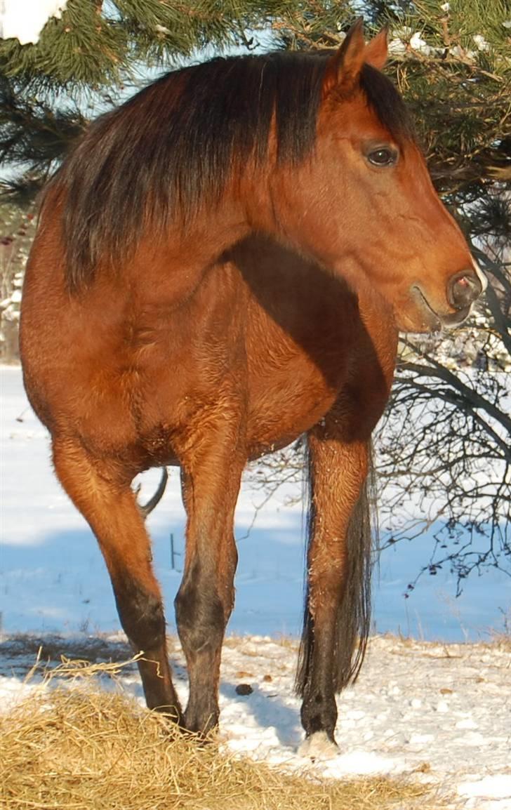 Arabisk fuldblod (OX) Newado billede 12