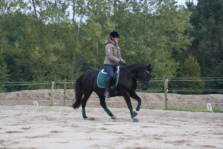 New Forest Sheila  - sille og jeg på udendørsbanerne i oktober 2010 :) billede 5