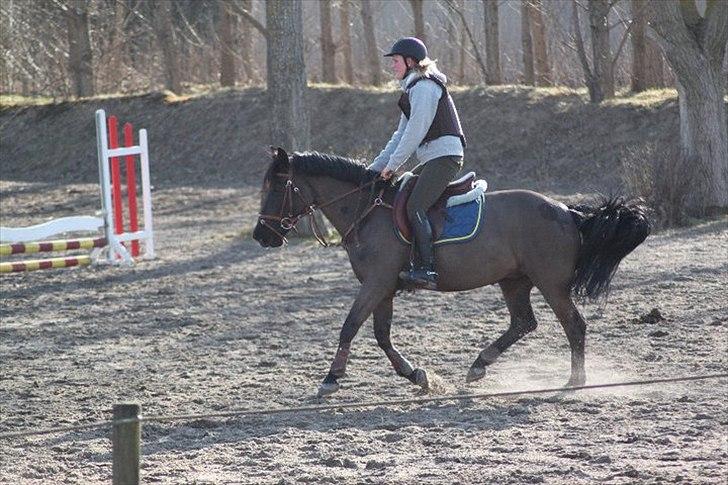 New Forest Sheila  - spring Marts 2011 :) billede 11